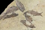 Fossil Fish (Gosiutichthys) Mortality Plate - Lake Gosiute #61570-1